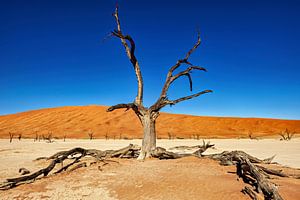 Le Deadvlei en Namibie