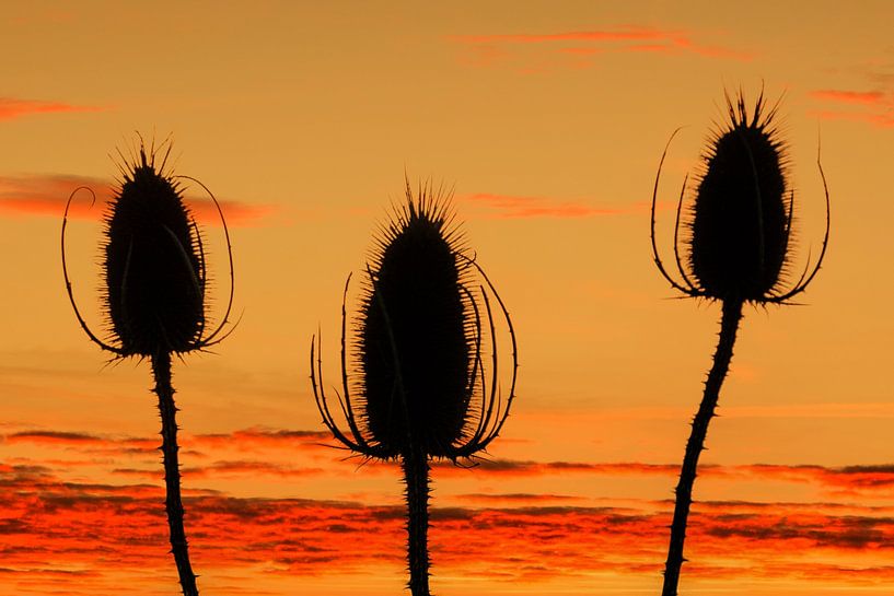Globe at sunset by Ilya Korzelius