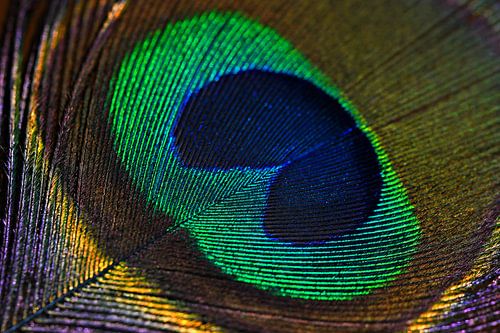 peacock feather