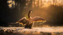 Goose jumping with sunlight through wings by Jasper Steenbreker