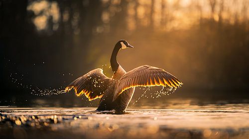 Goose jumping with sunlight through wings