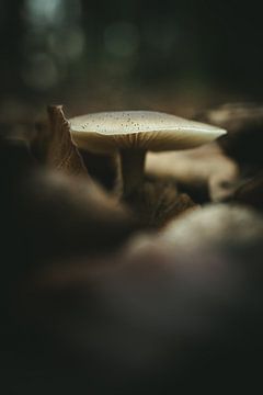 Pilz unter den Blättern von Jan Eltink