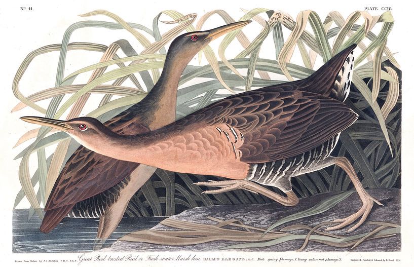 Râle élégant par Birds of America