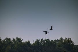 Twee ganzen vliegen in symmetrie von Dennis Kluytmans