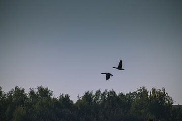 Twee ganzen vliegen in symmetrie