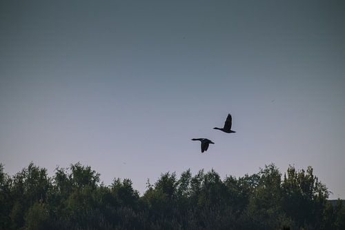 Twee ganzen vliegen in symmetrie