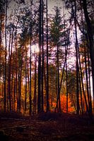 Bomen, bos, rood/oranje , zon door bomen, herfst