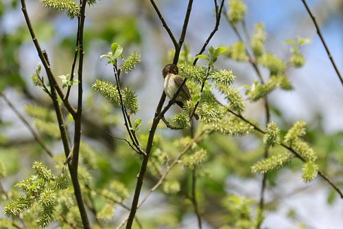 Chiffchaff au printemps ensoleillé sur Marjoo