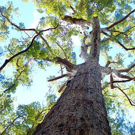 Australische Eucalyptusboom van Ingrid Meuleman