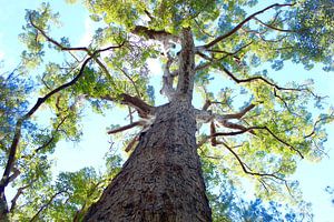 Australische Eucalyptusboom