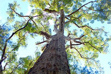 Eucalyptus tree Australia by Ingrid Meuleman