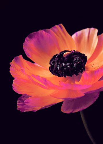 Roze Ranunculus-3