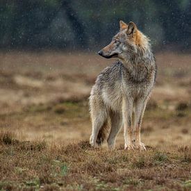 The Veluwe wolf in the rain by Roy De vries