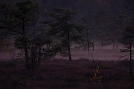 Night falls over the moorland, shrouded in mist by Holger W. Spieker