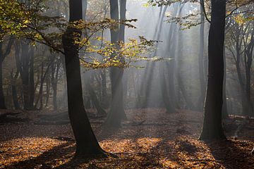 Sonnenstrahlen im Wald von Barbara Brolsma