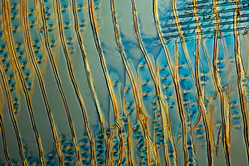 Abstractie: Hout zichtbaar door een microscoop met gepolariseerd licht van Jelte Prins