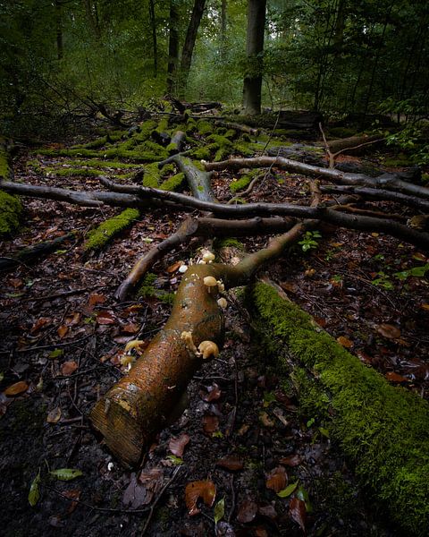 Gloire perdue dans la forêt par Koen Sachse