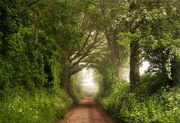 De zitbank in de mist van Loris Photography