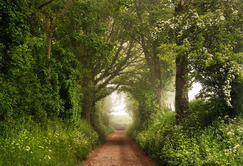 De zitbank in de mist