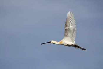 Lepelaar op zoek naar voedsel