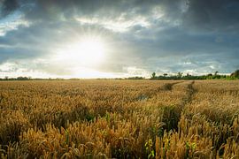 Gouden tarwevelden in Zeeuws landschap onder dramatische zonovergoten hemel