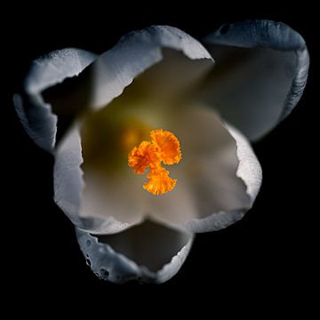 Witte krokus in bloei van Marco de Jong