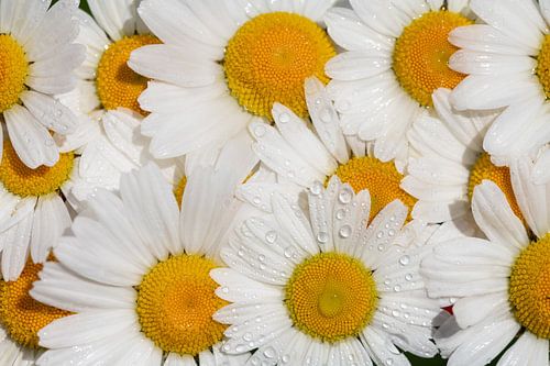 Madeliefjes bloeien zij aan zij