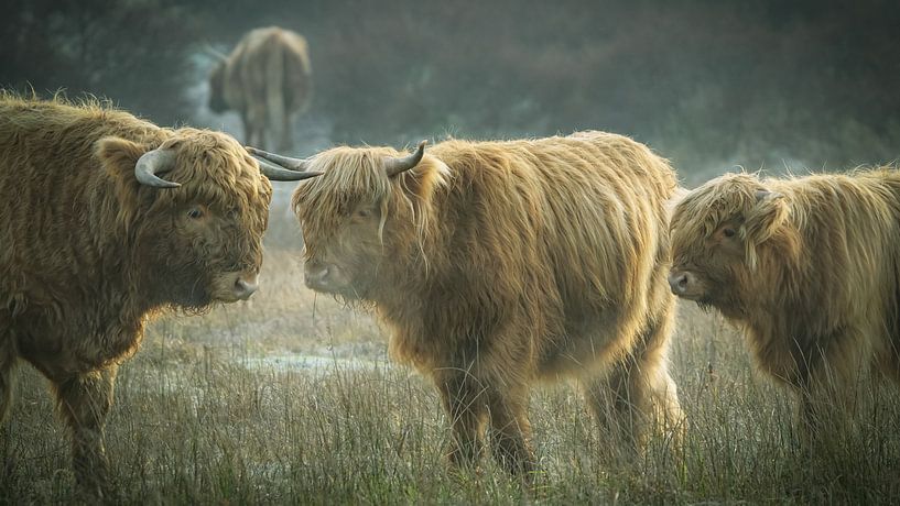 Scottish Highlanders by Dirk van Egmond