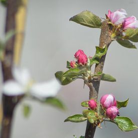 Apfelblüten von Frank Schneider