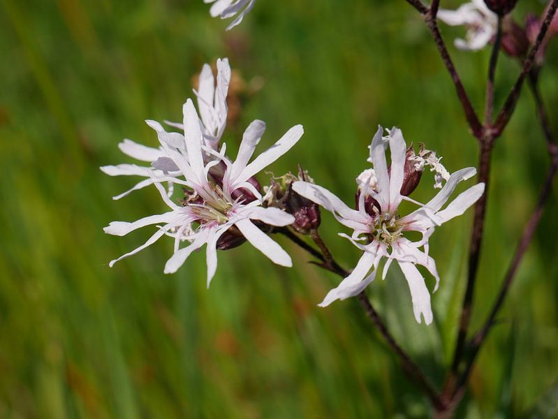 Roue de moulin blanche. par Wim vd Neut