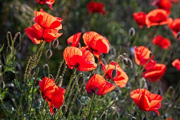 Mohnblume von Rob Boon