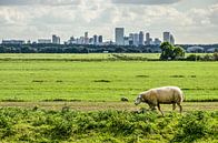 Sheep and the city par Frans Blok Aperçu