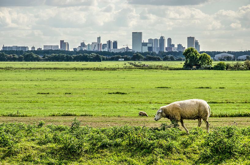 Sheep and the city par Frans Blok