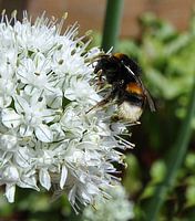Hommel