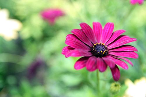 The Purle Daisy
