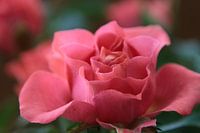 Rose in bloom