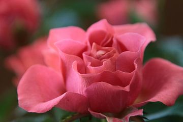 Rose in bloom by Augenblicke im Bild