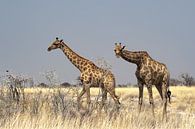 Girafes curieuses par Albert van Heugten Aperçu