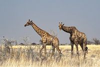 Giraffen