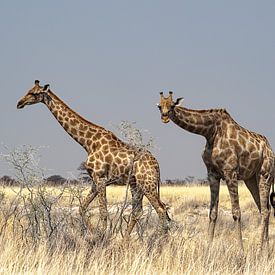 Neugierige Giraffen von Albert van Heugten