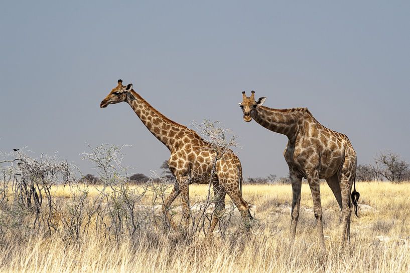 Girafes curieuses par Albert van Heugten