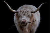 Blonde Scottish Highlander with branch in mouth