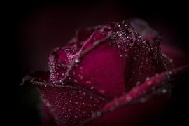 Rose von Jefra Creations