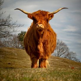 Schottischer Highlander in Zeepeduinen , Burgh-Haamstede, Zeeland von Rene  den Engelsman