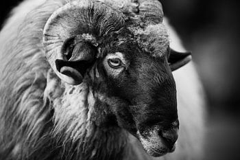 Schafbock in Schwarz-Weiß