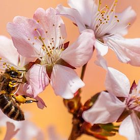 L'abeille au travail sur Hermann Kollinger