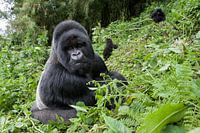 Berggorilla (Gorilla gorilla beringei) Silberrücken am Berghang im Volcanoes-Nationalpark, Ruanda