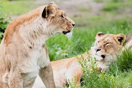 Löwen auf Safari Beekse Bergen von Anne Zwagers