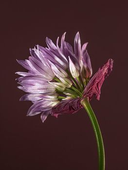Lila luxueuse - Ciboulette en fleurs