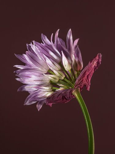 Lila luxueuse - Ciboulette en fleurs sur Marjolijn van den Berg
